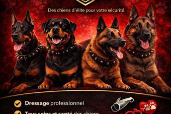 R.D.C  met  votre disposition plusieurs services sur tout ce qui concerne la vie des chiens et leurs lments.  Prix  50 .  Tl  243 81 78 98 103.  vous la parole.